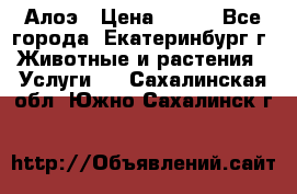 Алоэ › Цена ­ 150 - Все города, Екатеринбург г. Животные и растения » Услуги   . Сахалинская обл.,Южно-Сахалинск г.